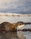 SandpiperÃÂ on the beach with a coconut in Jupiter, Florida